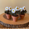 Two Flower Pompom, Felt & Macrame Forever Fibre Flower