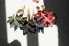 Kui Earrings