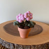 Two Flower Pompom, Felt & Macrame Forever Fibre Flower