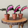 Macrame and Felted Bleeding Heart Forever Plant